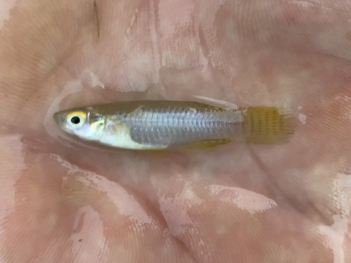 Banded Lampeye