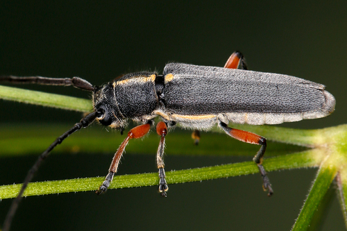 Phytoecia icterica (Schaller, 1783)