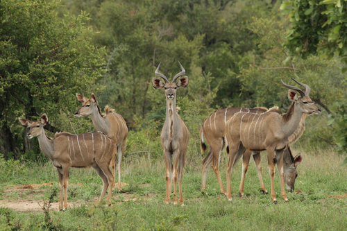 Greater Kudu