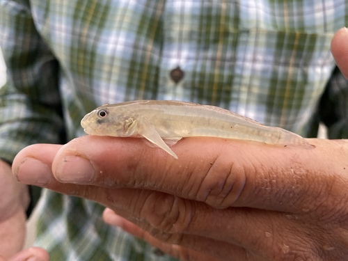 West African Freshwater Goby