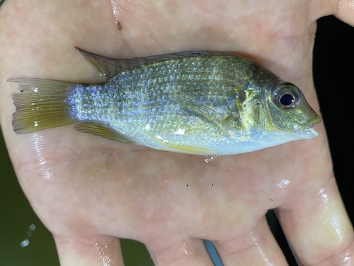 Coptodon tholloni