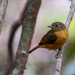 Ochre-bellied Flycatcher - Photo (c) Jessica dos Anjos, all rights reserved, uploaded by Jessica dos Anjos