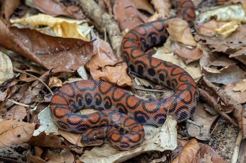 Western Rainbow Boa