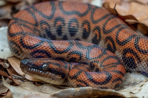 Western Rainbow Boa