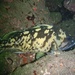 Black-and-Yellow Rockfish - Photo (c) Jasmin Johnson, all rights reserved, uploaded by Jasmin Johnson