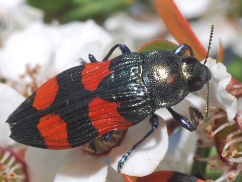Castiarina interstincta · iNaturalist