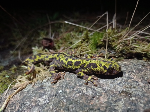 Marbled Newt