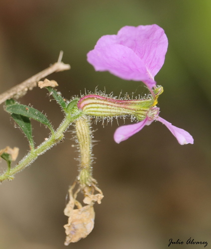 Cuphea leptopoda
