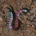 Scolopendrid Centipedes - Photo (c) sharrisi, all rights reserved