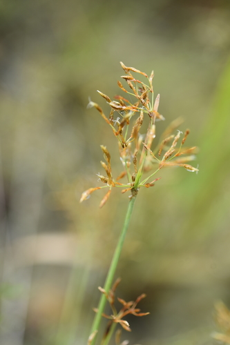 Fimbristylis complanata