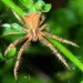 Hairy Crab Spider - Photo (c) sharrisi, all rights reserved