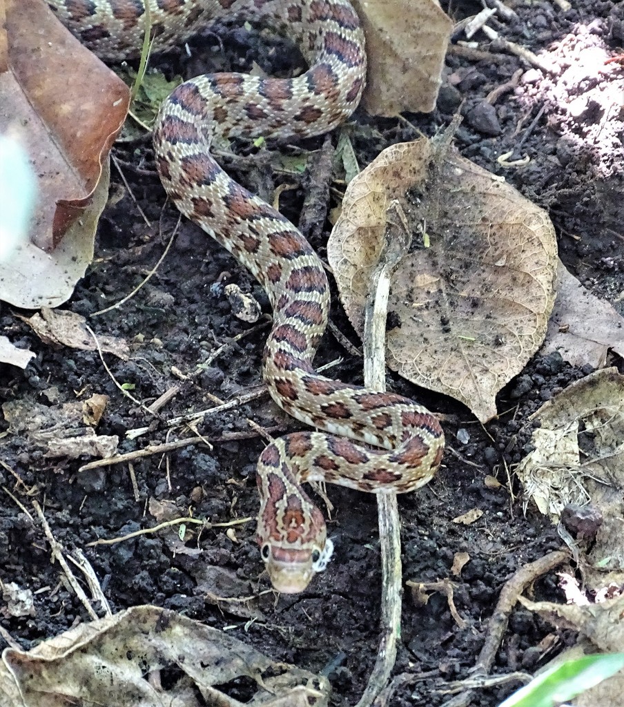 Culebra Ratonera Senticolis Triaspis Naturalistaco