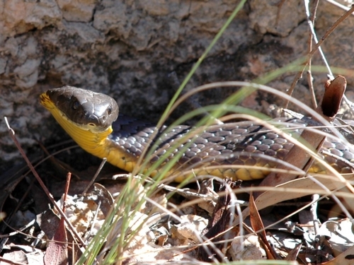 Tiger Snake sighting