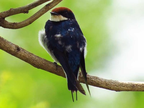 Wire-tailed Swallow