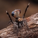 Southern Peacock Spider - Photo (c) Mat Hourston, all rights reserved, uploaded by Mat Hourston