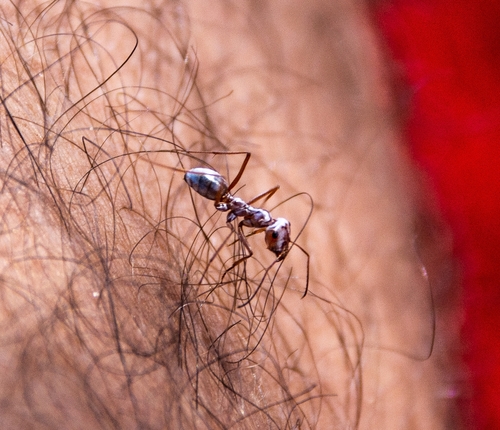 Saharan Silver Ant