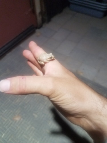 iNaturalist observation photo of Pacific chorus frog
