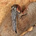 Neocerdistus acutangulatus - Photo (c) John Bromilow, all rights reserved, uploaded by John Bromilow