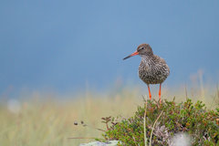 Common Redshank