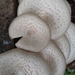 Lentinus squarrosulus - Photo (c) gihon mirth, all rights reserved, uploaded by gihon mirth