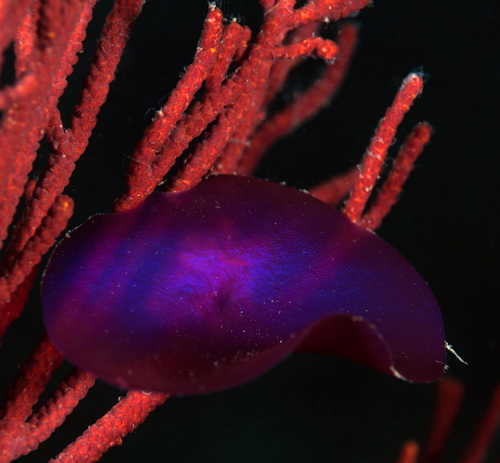 Maripelta rotata