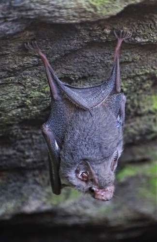 Gray Sac-winged Bat