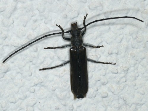 Neostenus