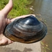 Giant Floater Mussel - Photo (c) jeffrey jenkerson, all rights reserved, uploaded by jeffrey jenkerson