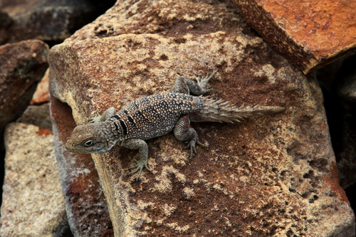 Merrem's Madagascar Swift