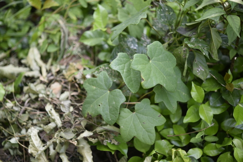 Sinomenium acutum · iNaturalist