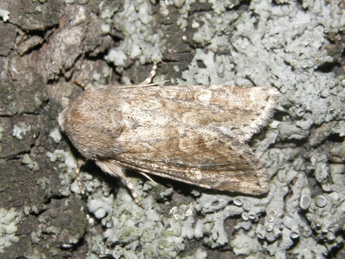 Luperina taurica