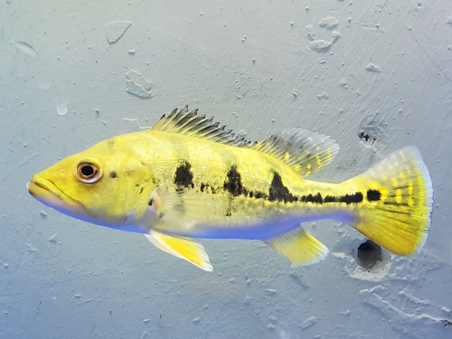 Butterfly Peacock Bass