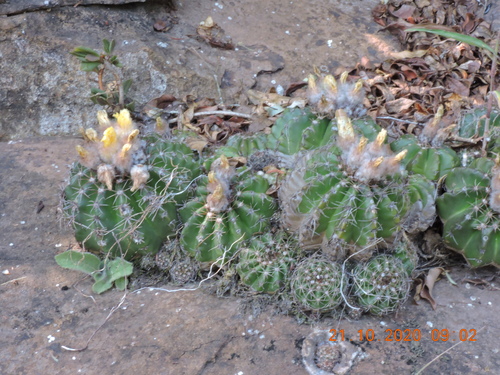 Parodia linkii