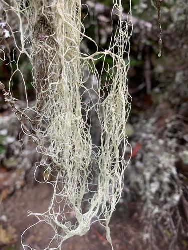 Witch's Hair
