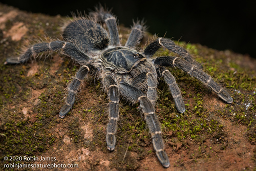 その他 Tarantula 4L Tarantula – City Garden Supply