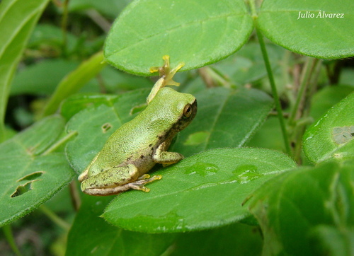 Emerald Tree Frog