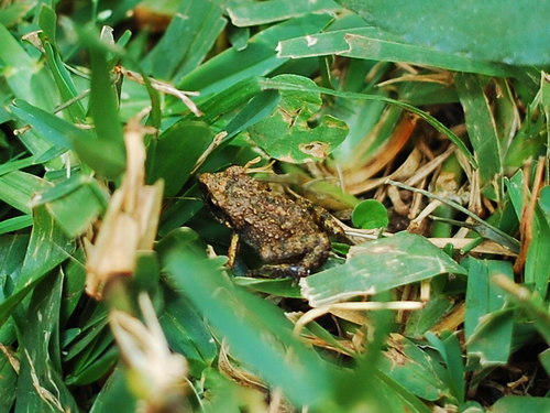 Brown Peeping Frog