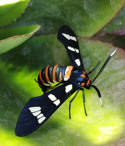 Black-banded Wasp Moth