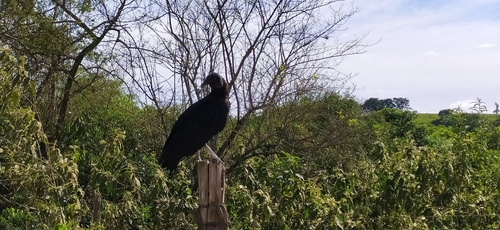 Black Vulture