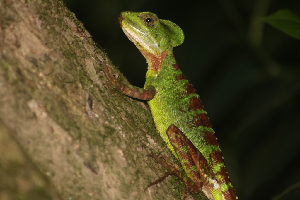 Western Basilisk from Garzón, Huila, Colombia on April 30, 2019 at 05: ...