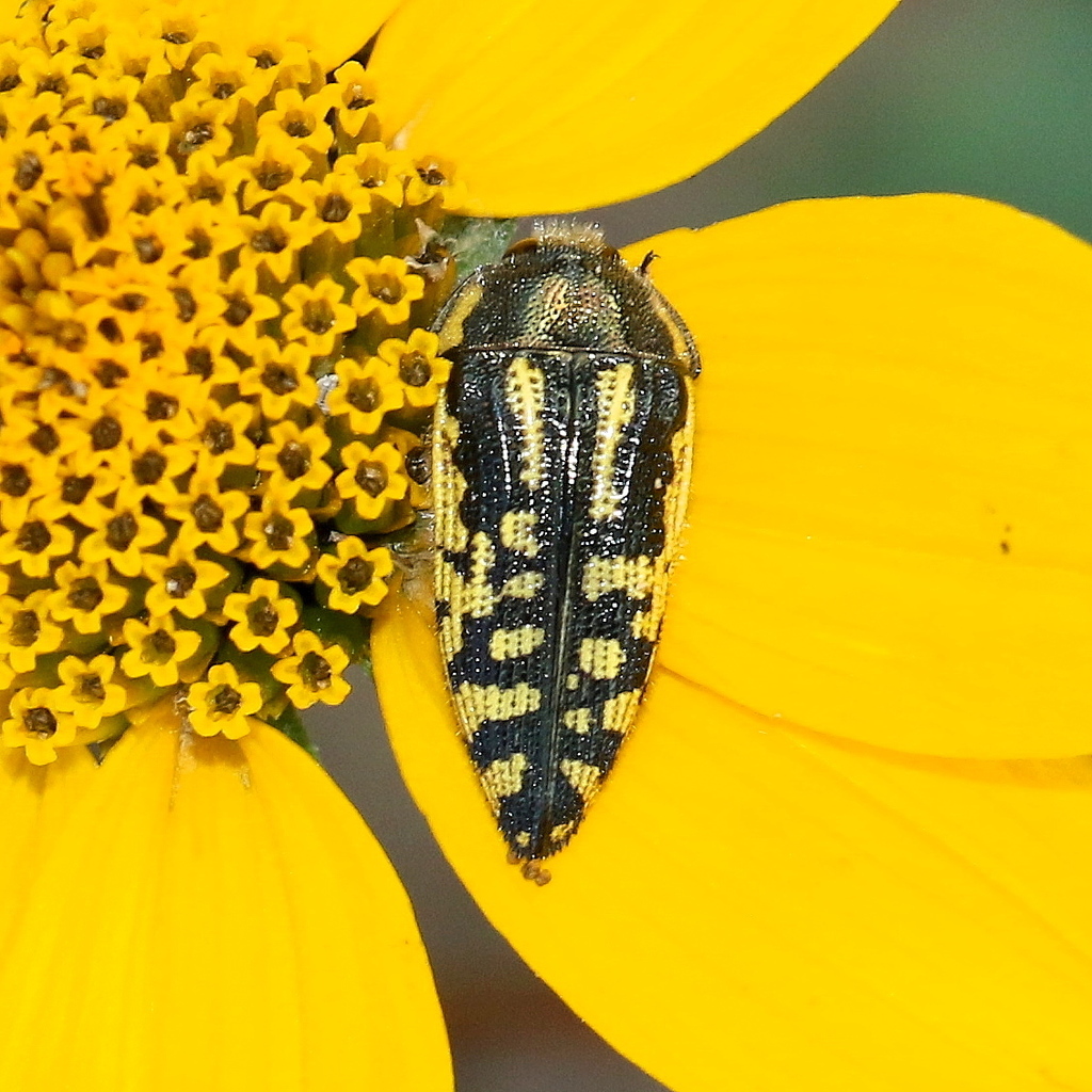 Metallic Wood-boring Beetle
