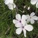 Flowery Phlox - Photo (c) Sarah Whipple, all rights reserved, uploaded by Sarah Whipple