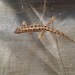 Christmas Island Chained Gecko - Photo (c) johnboy, all rights reserved