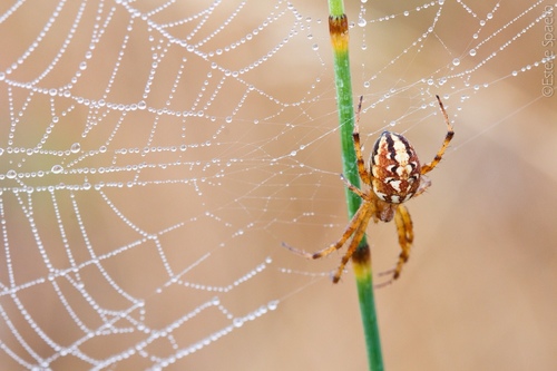 Bordered Orbweaver
