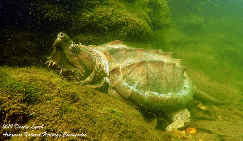 Alligator Snapping Turtle