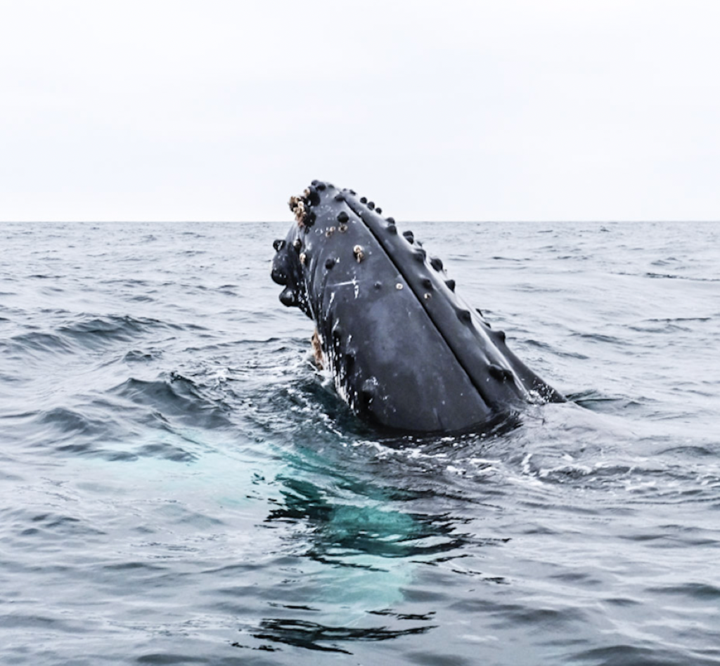 Humpback Whale