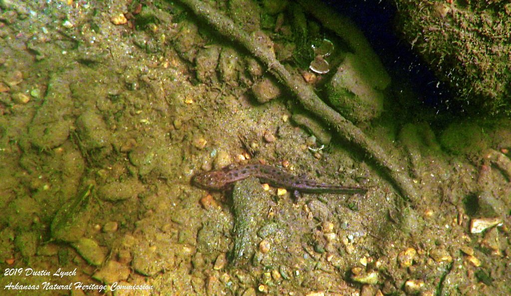 Red River Mudpuppy from Alum Fork Natural Area, southern tract Alum