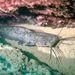 Sharptooth Catfish - Photo (c) Alexander Tiepsman, all rights reserved, uploaded by Alexander Tiepsman