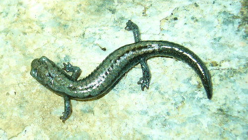 iNaturalist observation photo of Kern Plateau Slender Salamander