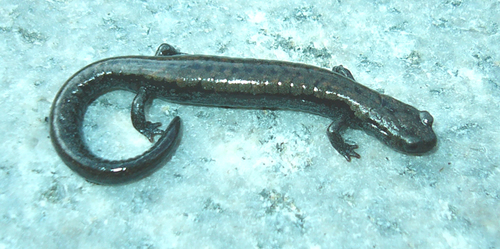 iNaturalist observation photo of Kern Plateau Slender Salamander